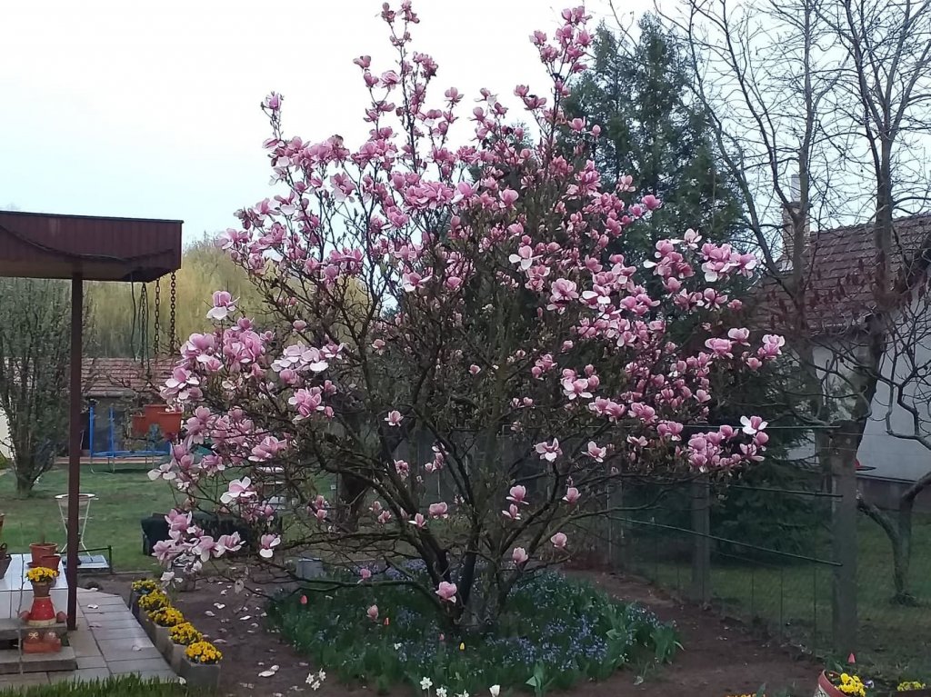 Benéné Szabó Henriett kertje 02